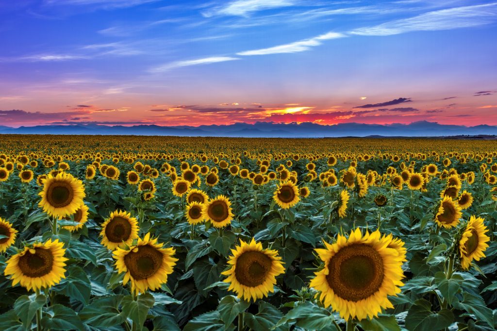 A vibrant sunflower field stretches towards the horizon with golden blooms facing the camera, set against a dramatic sunset sky with hues of purple, pink, and orange over the distant Rocky Mountains in Colorado.
