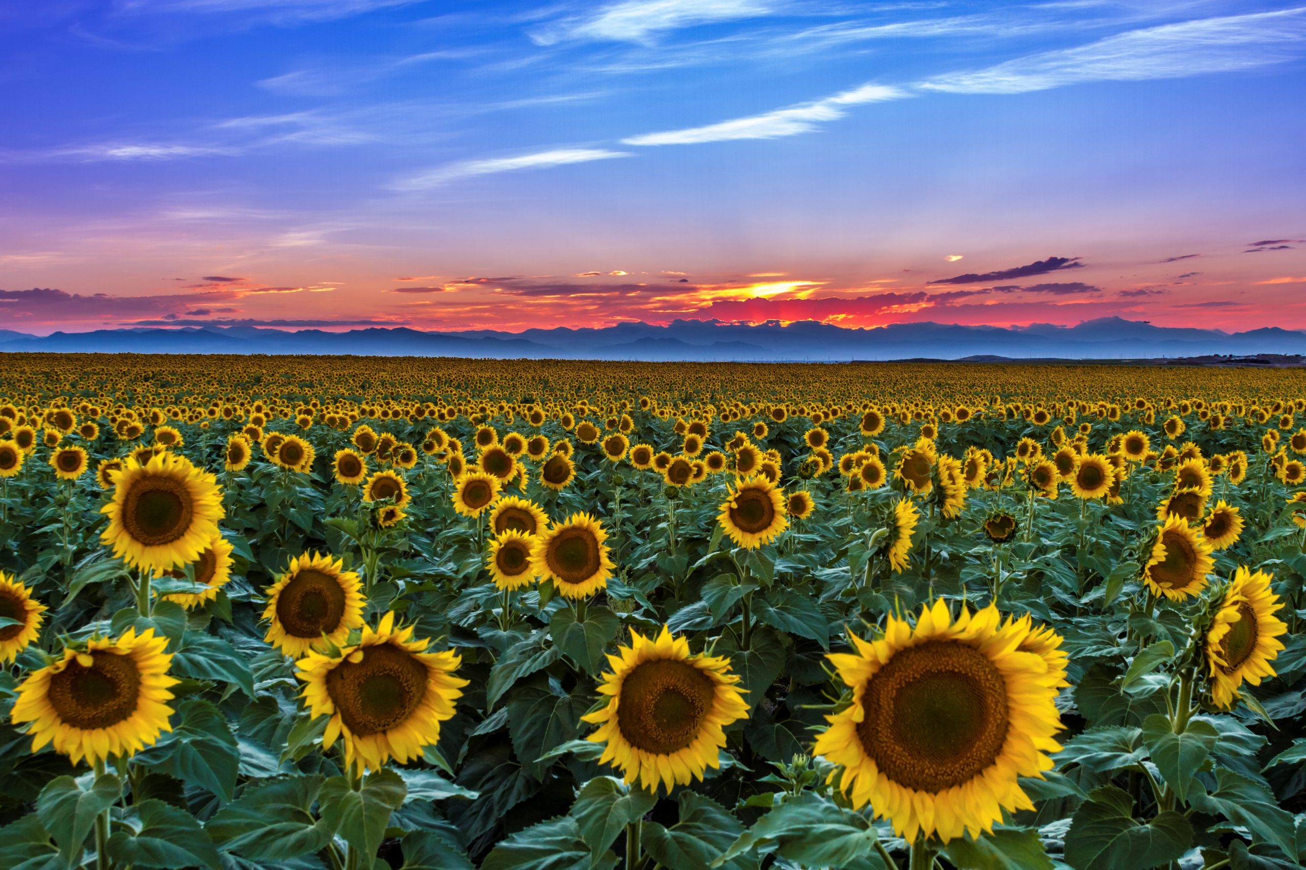 A vibrant sunflower field stretches towards the horizon with golden blooms facing the camera, set against a dramatic sunset sky with hues of purple, pink, and orange over the distant Rocky Mountains in Colorado.