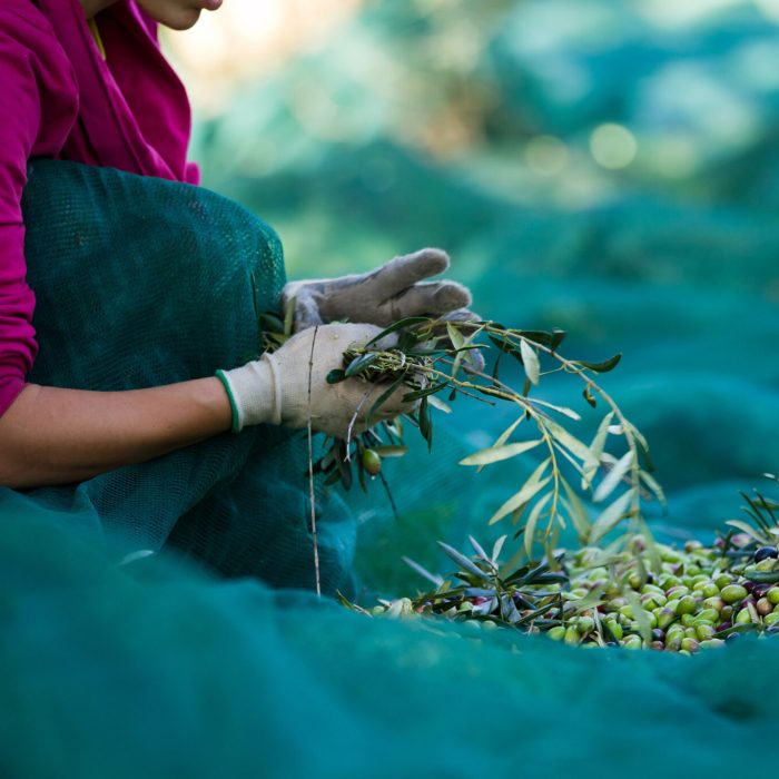 Worker harvesting olives by hand, sorting branches on green nets outdoors.